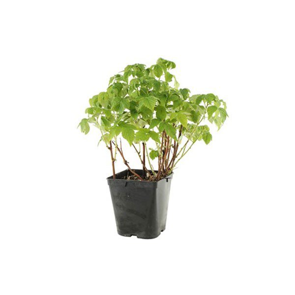 Raspberry bush - 5L pot