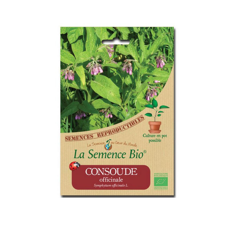 Organic seeds Comfrey - La Semence Bio