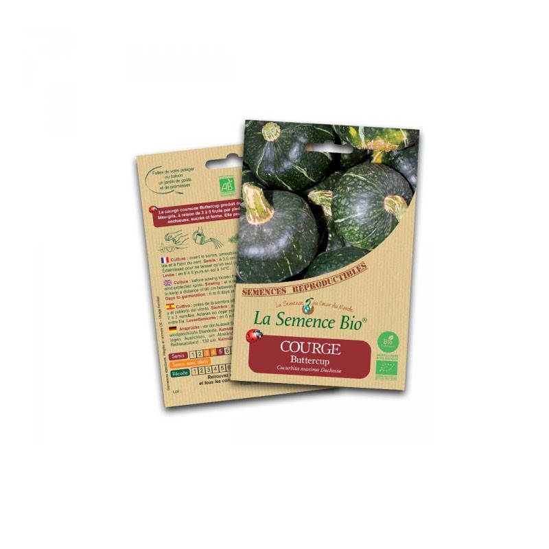Organic seeds Buttercup squash - La Semence Bio