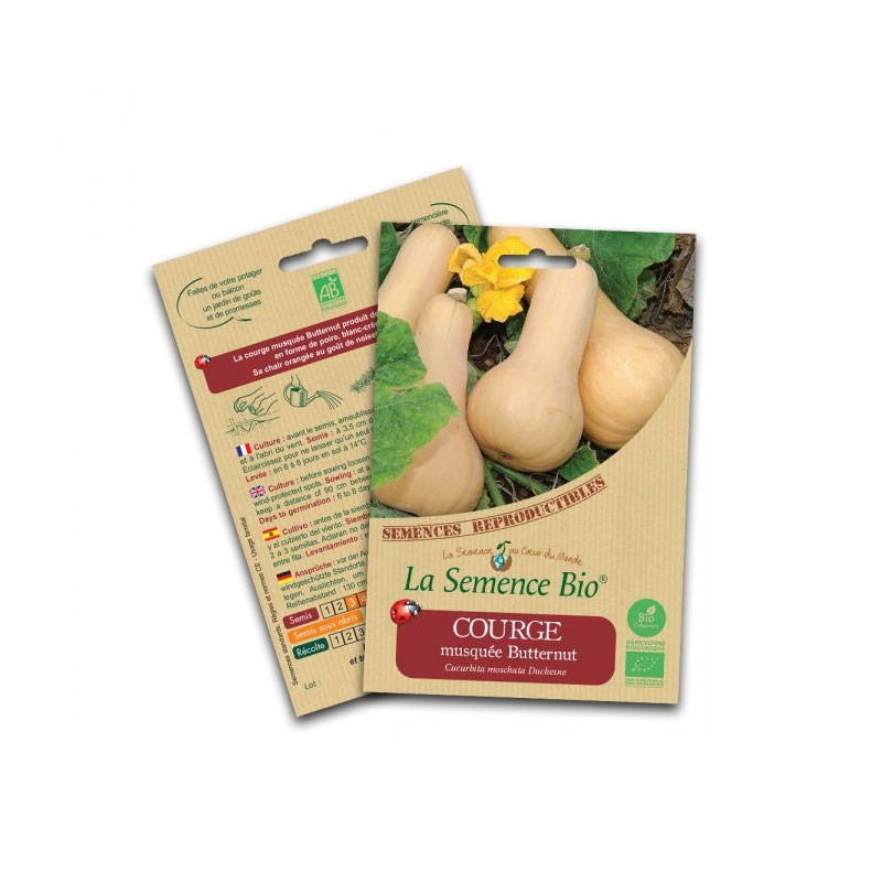 Butternut squash seeds - La Semence Bio