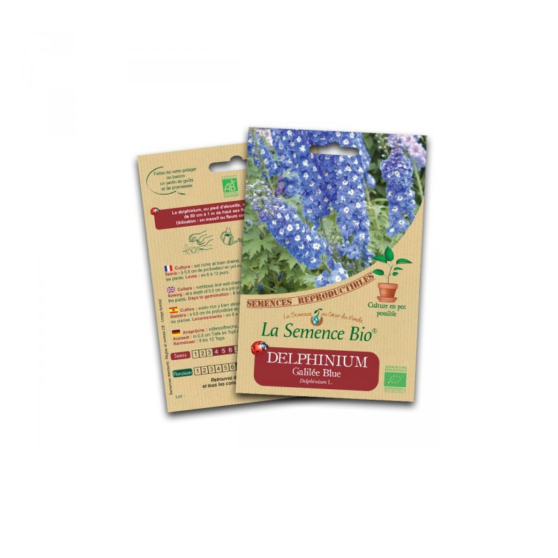 Organic seeds Delphinium galilee blue - La Semence Bio