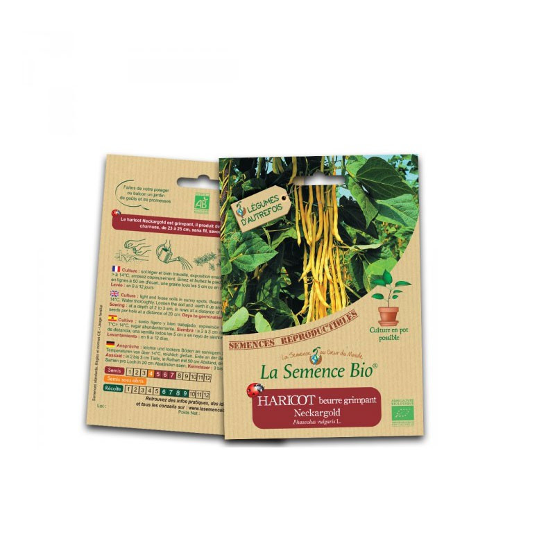 Semillas ecológicas Judía de mantequilla enana mayor - La Semence Bio