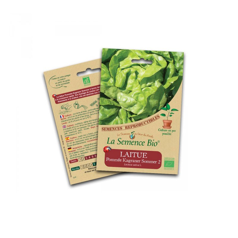 Organic seeds Head lettuce kagraner sommer 2 - La Semence Bio