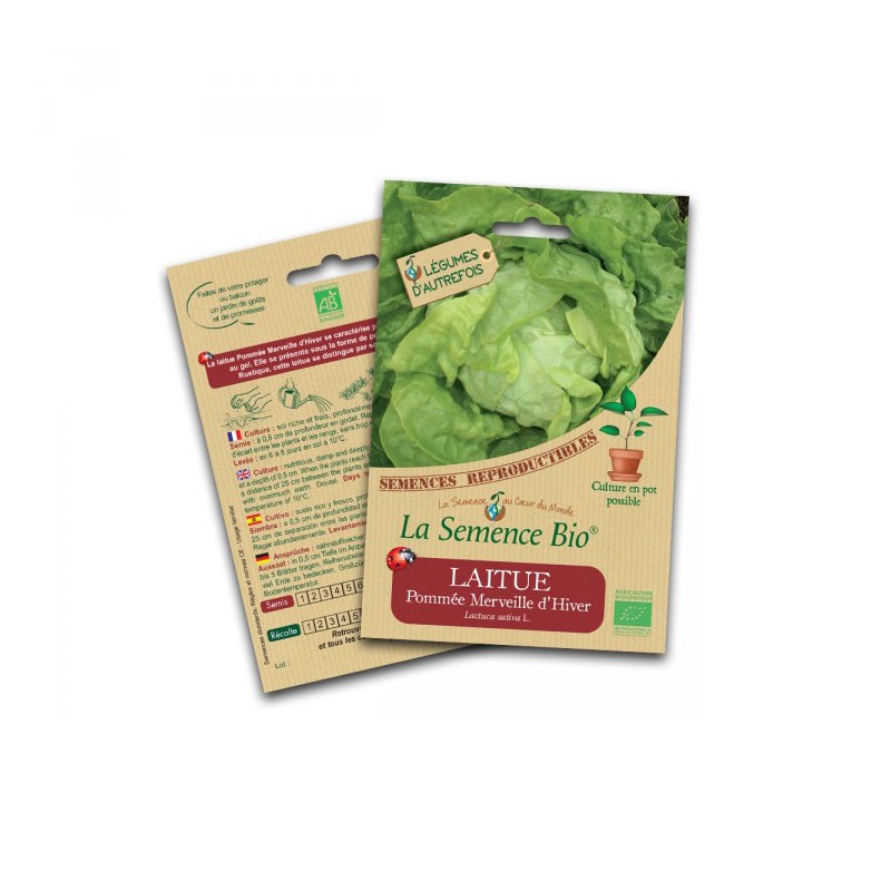 Organic seeds Head lettuce winter wonder - La Semence Bio