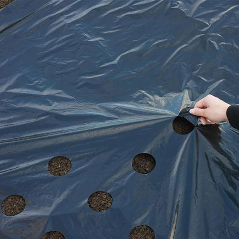 Natura - Pellicola pacciamante universale nera 20mic 490 fori x 6cm di diametro - 140cm X 10m Natura - Pellicola pacciamante universale nera 20mic 490 fori x 6cm di diametro - 140cm X 10m