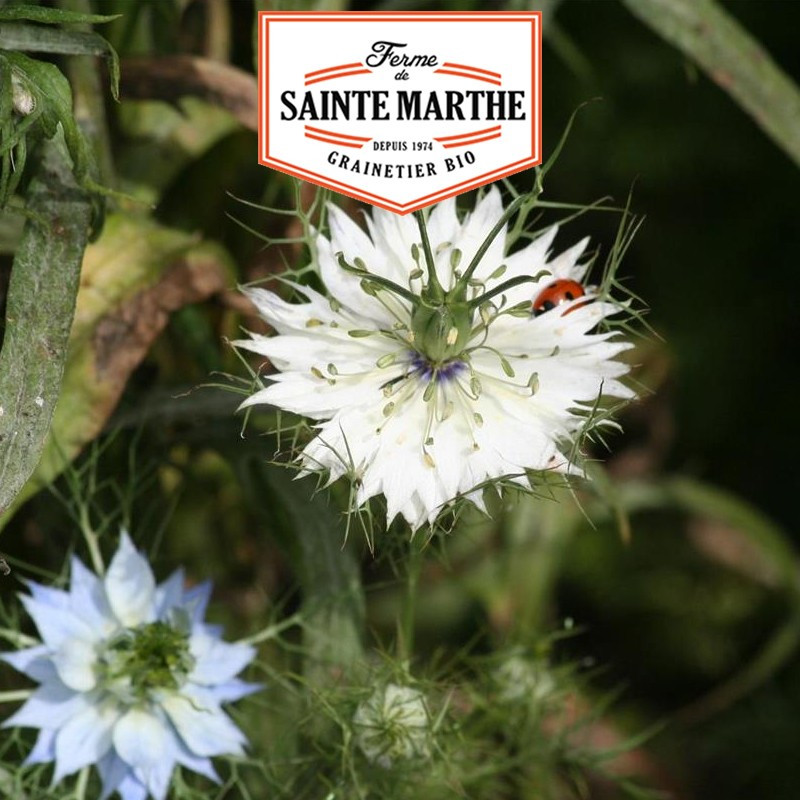 La ferme Sainte Marthe - 1 000 seeds Nigelle de Damas Double Variée