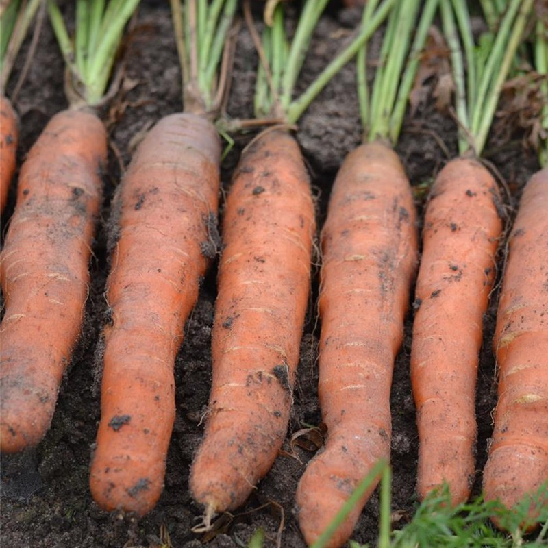 200 nastri di semi di carota Touchon - La ferme Sainte Marthe