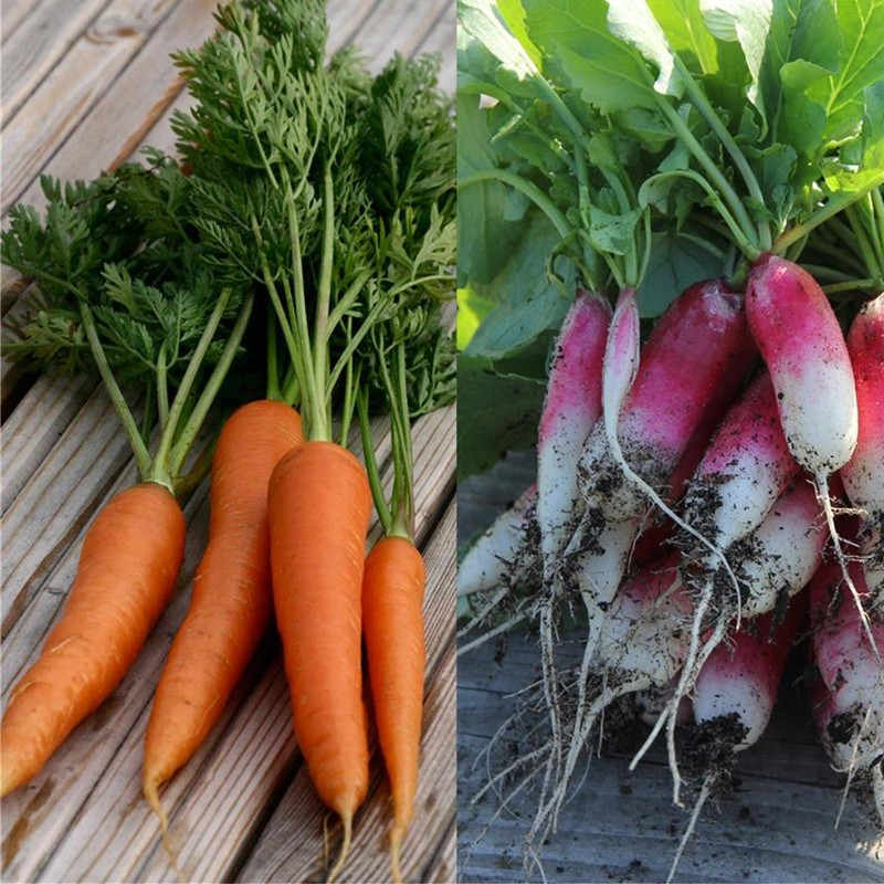 Nastro di 150 semi di carota e ravanello 18 giorni - La ferme Sainte Marthe