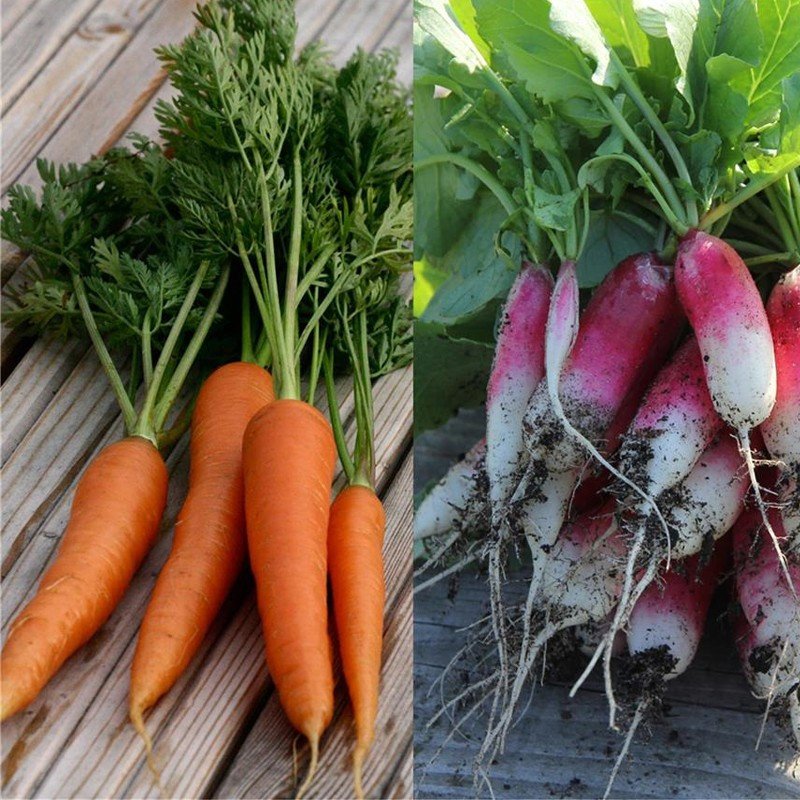 Ribbon of 150 seeds Carrot and Radish Nantais of 18 days - La ferme Sainte Marthe