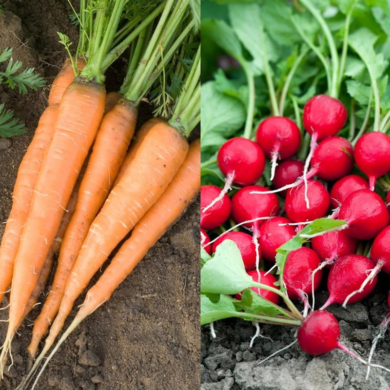 Ribbon of 150 seeds Carrot and Radish Rothild Round Scarlet AB - La ferme Sainte Marthe
