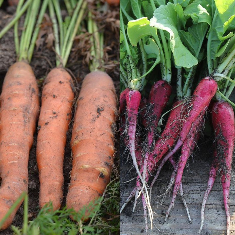 Nastro di 150 semi di carota e ravanello Touchon Rose de Paques 3 AB - La ferme Sainte Marthe