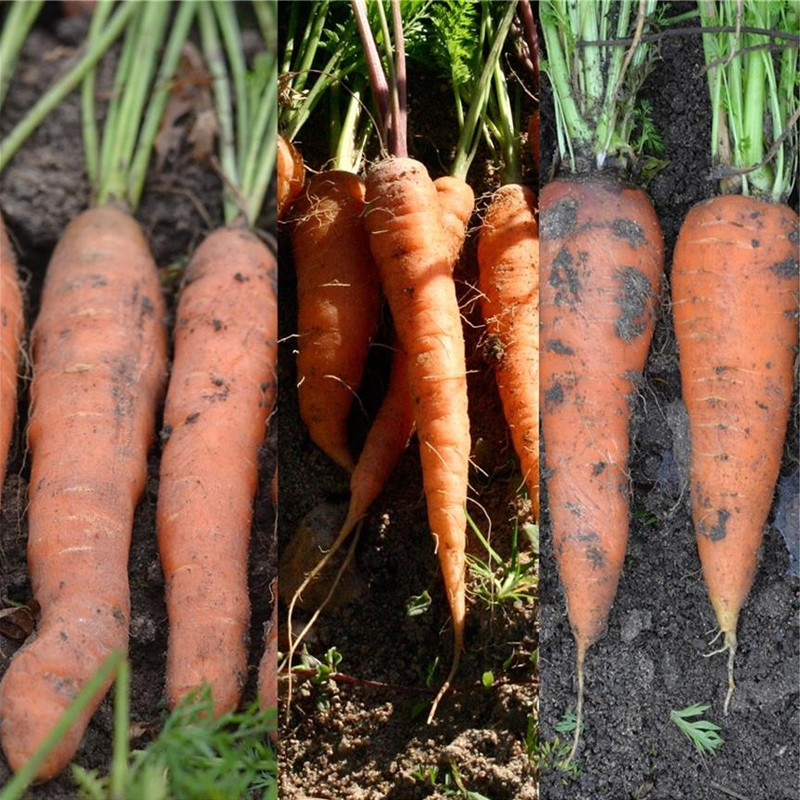 Nastro di 200 semi Miscela di carote - La ferme Sainte Marthe