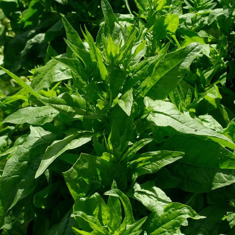 200 semi di spinaci invernali giganti a nastro - La ferme Sainte Marthe