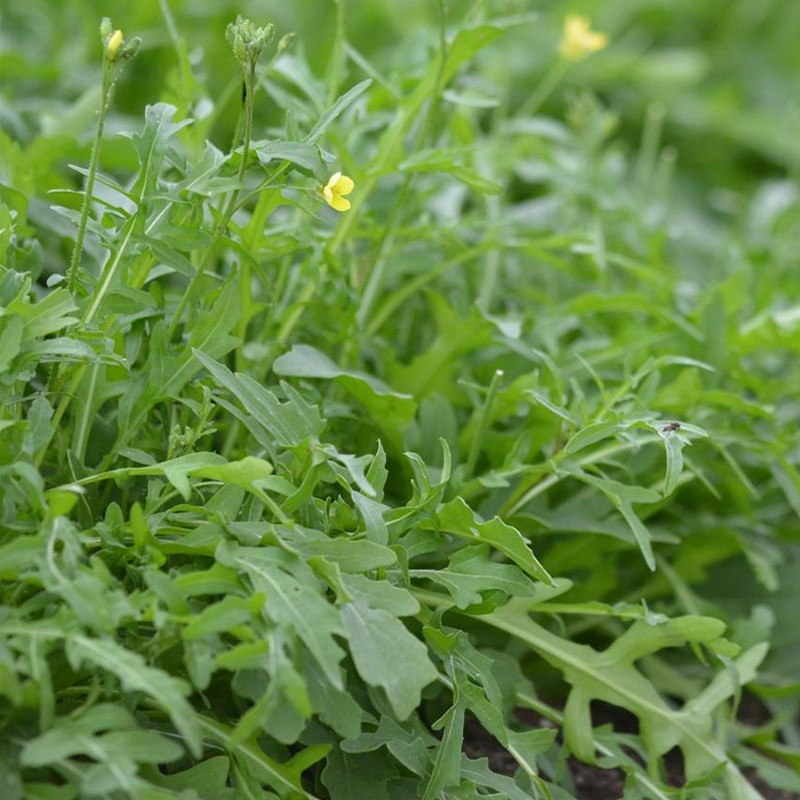 Ribbon of 200 seeds Wild rocket - La ferme Sainte Marthe Ribbon of 200 seeds Wild rocket - La ferme Sainte Marthe