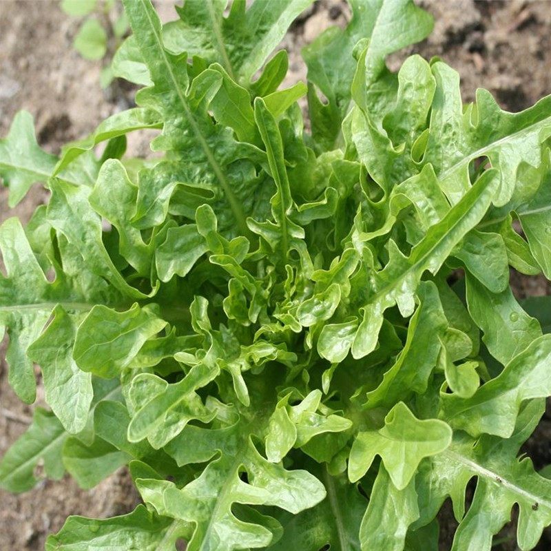 CINTA de opciones-200 SEMILLAS de LECHUGA CRESSONETTE MARROQUÍ de 0,25 g CINTA de opciones-200 SEMILLAS de LECHUGA CRESSONETTE MARROQUÍ de 0,25 g