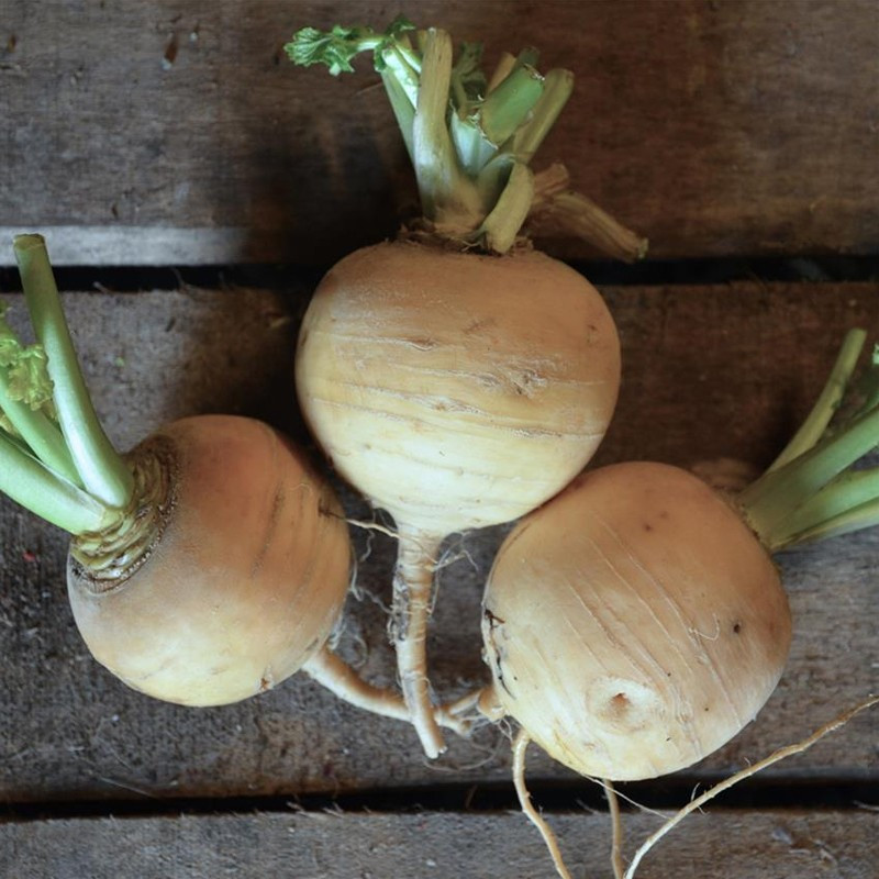 Ribbon of 150 seeds Yellow turnip Golden ball - La ferme Sainte Marthe
