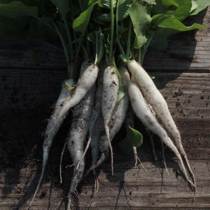 150 zaadlint Radish Ice Candle - La ferme Sainte Marthe 150 zaadlint Radish Ice Candle - La ferme Sainte Marthe