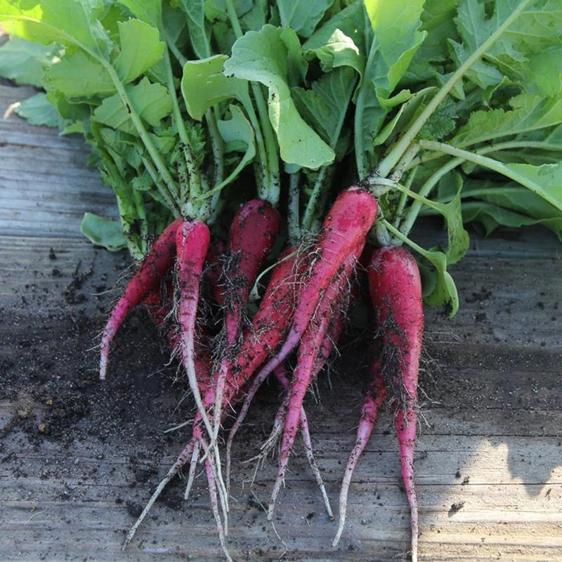 Ribbon of 150 seeds Pink Easter Radish - La ferme Sainte Marthe