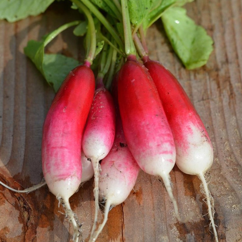 Ribbon of 150 seeds Radish Flamboyant 2 - La ferme Sainte Marthe Ribbon of 150 seeds Radish Flamboyant 2 - La ferme Sainte Marthe