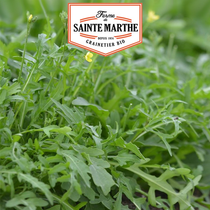 1000 seeds Roquette Sauvage - La ferme Sainte Marthe