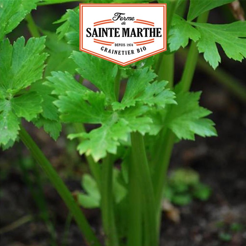 500 zaden Selderij om te snijden - La ferme Sainte Marthe