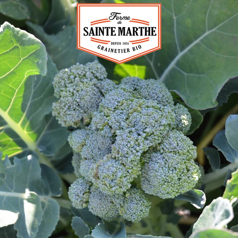 200 Samen Kohl Brokkoli grün Calabrese Natalino - La ferme Sainte Marthe