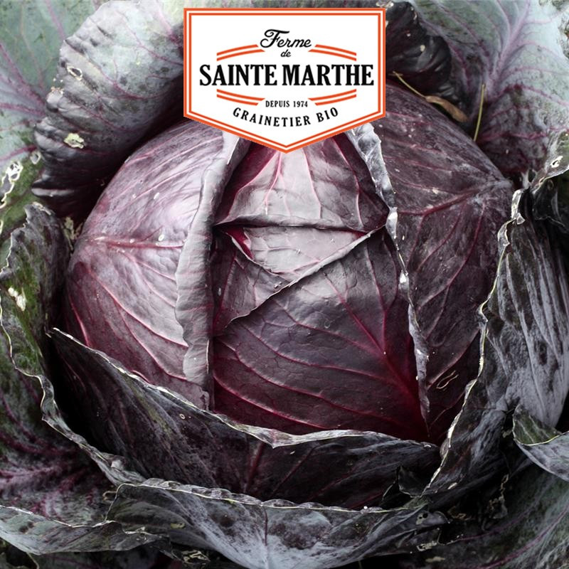 80 Samen Chou Cabus Rouge Tête Noire - La ferme Sainte Marthe