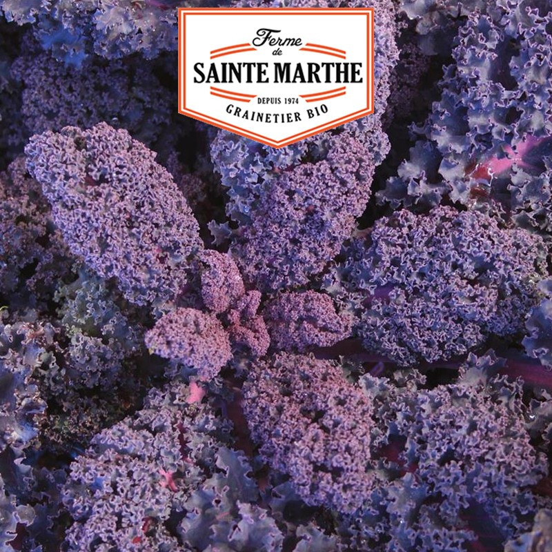 200 seeds Cabbage Curly Kale Roter Grunkohl - La ferme Sainte Marthe