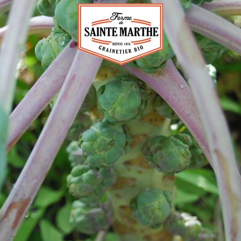 80 seeds Brussels sprouts from Rosny - La ferme Sainte Marthe