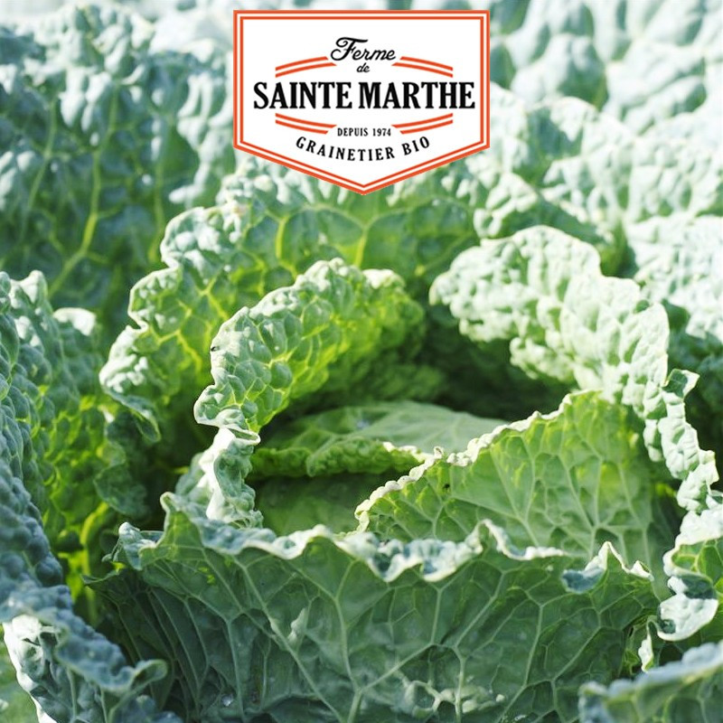 80 seeds Savoy cabbage Gros des Vertus - La ferme Sainte Marthe