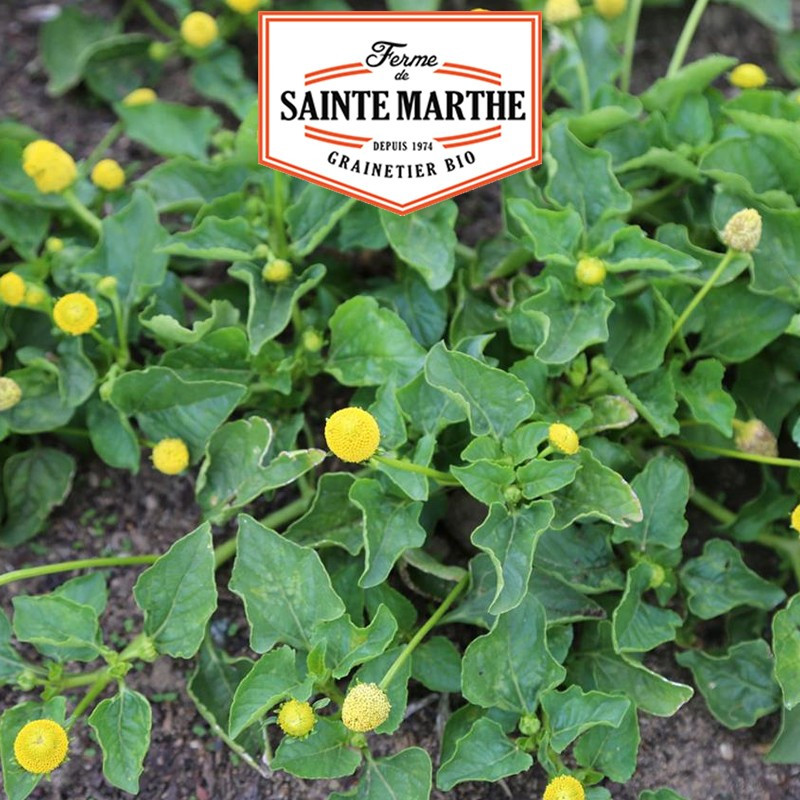 300 seeds Yellow Para Cress Bredy Mafana - La ferme Sainte Marthe