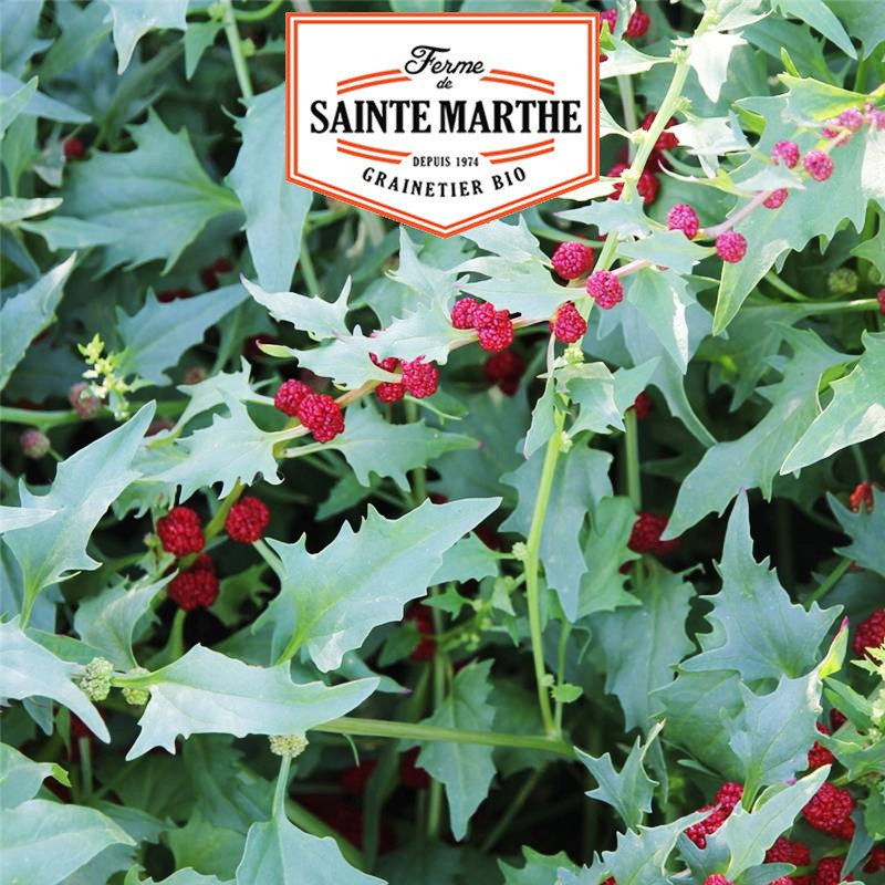 200 seeds Spinach Strawberry - La ferme Sainte Marthe