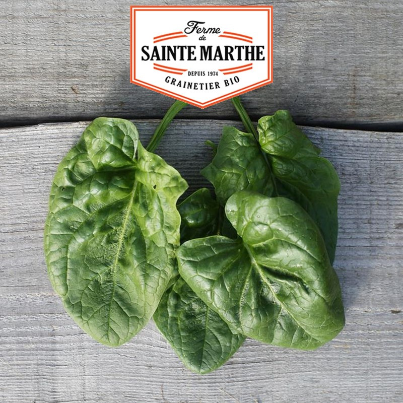 500 seeds Winter Giant Spinach - La ferme Sainte Marthe