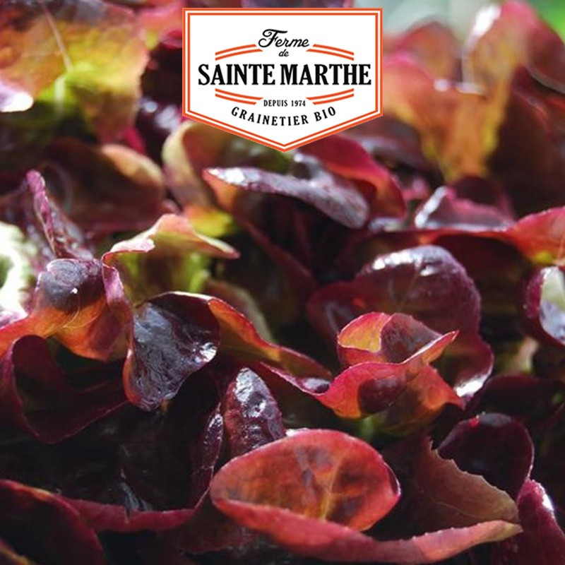 500 zaden Rode Salade Bowl sla - La ferme Sainte Marthe