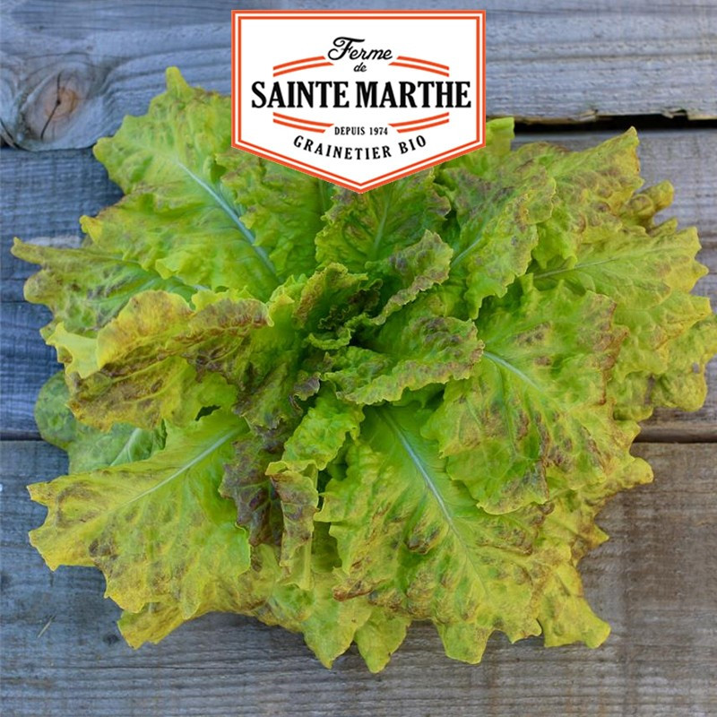 500 seeds Lettuce to cut Saint Vincent - La ferme Sainte Marthe
