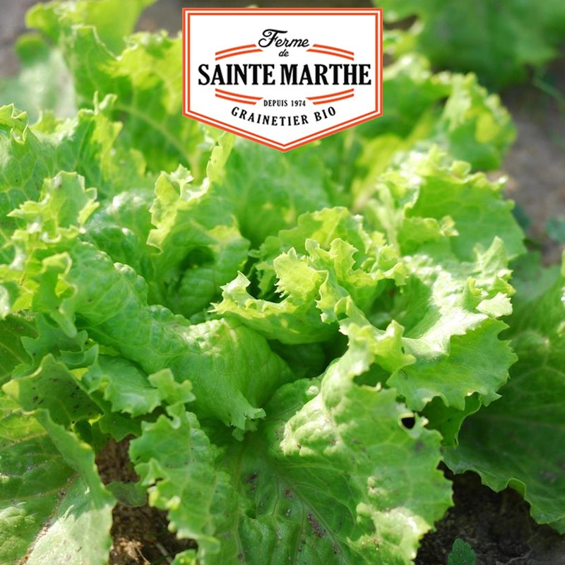500 seeds Batavia lettuce from Pierre-Benite - La ferme Sainte Marthe