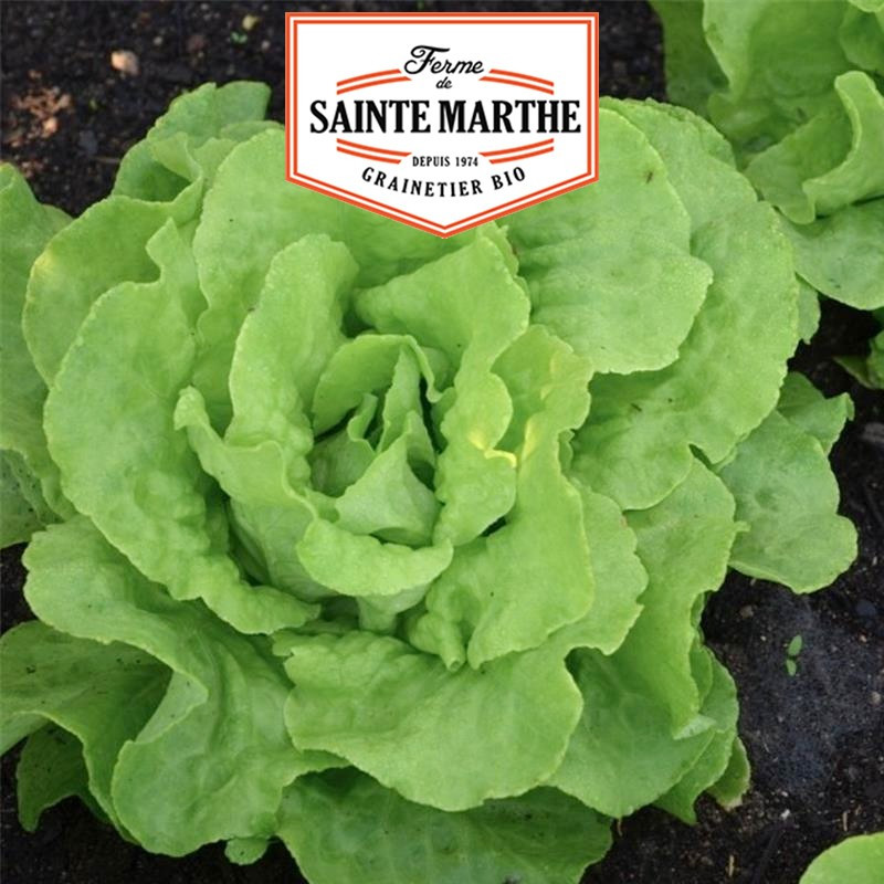 500 seeds Lettuce Appia - La ferme Sainte Marthe