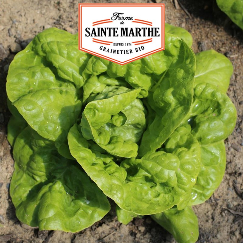 500 Samen Kopfsalat aus Polen - La ferme Sainte Marthe