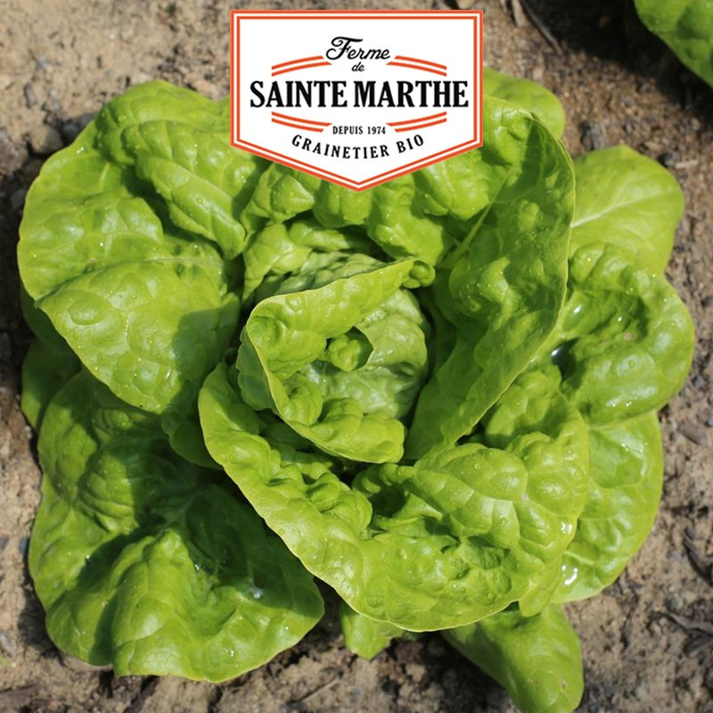 500 Samen Kopfsalat aus Polen - La ferme Sainte Marthe 500 Samen Kopfsalat aus Polen - La ferme Sainte Marthe
