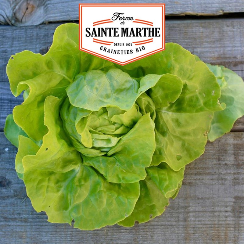 500 seeds Lettuce Express - La ferme Sainte Marthe