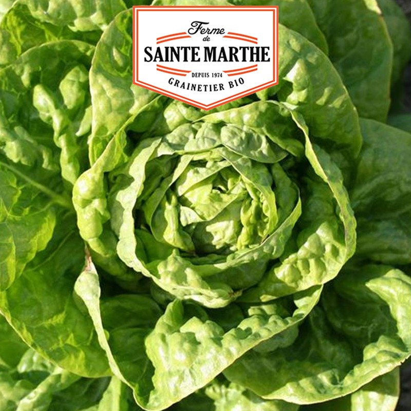 500 Samen Kopfsalat Grosse Blonde Paresseuse - La ferme Sainte Marthe