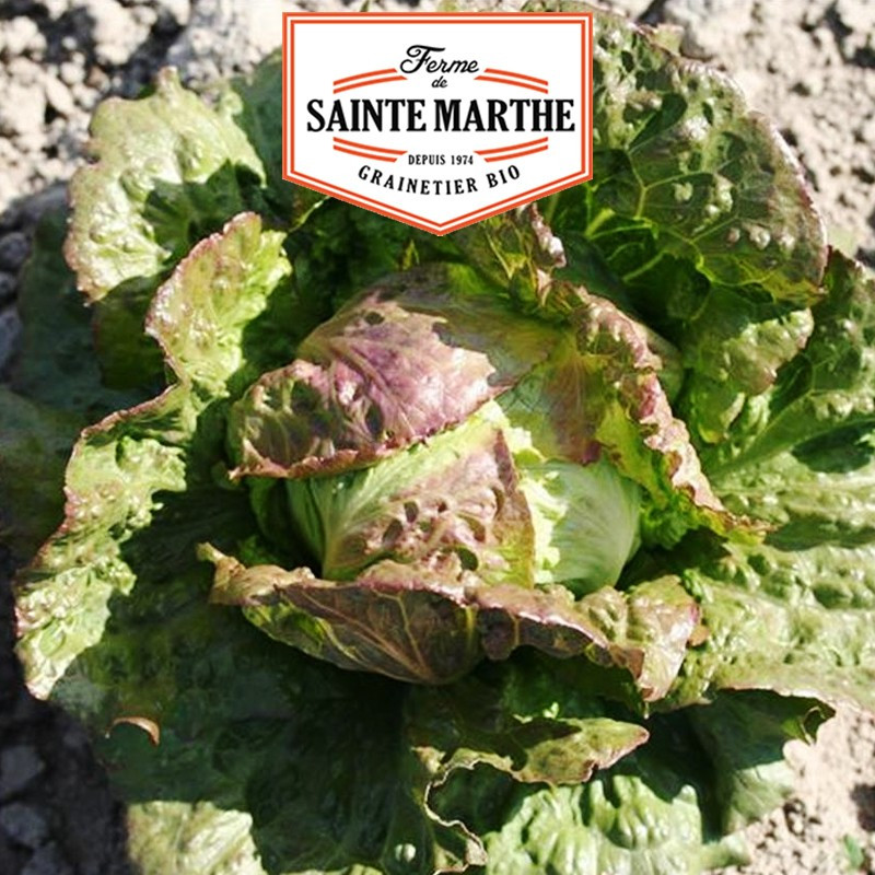 500 Samen Kopfsalat Pasquier - La ferme Sainte Marthe