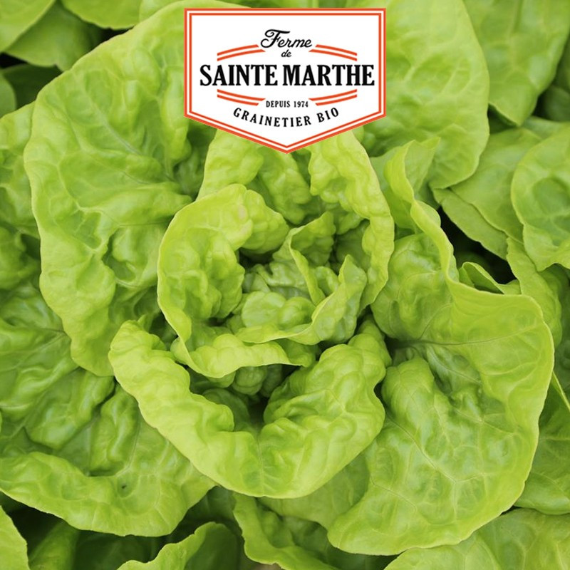 500 seeds Lettuce Reine de Mai - La ferme Sainte Marthe