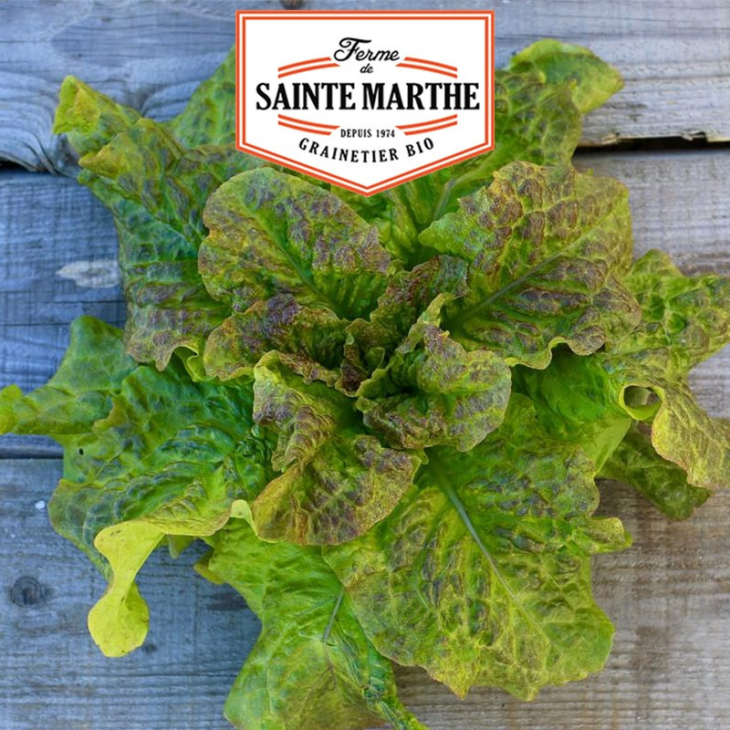 500 Samen Kopfsalat Saint Antoine - La ferme Sainte Marthe
