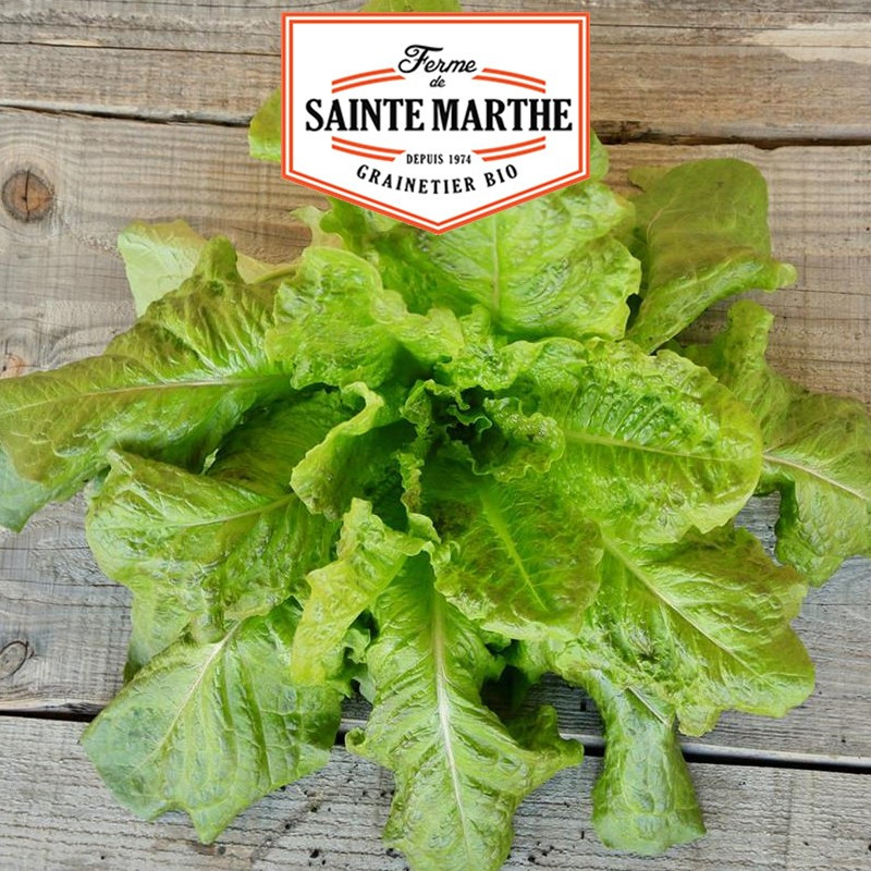 500 Samen Winter-Römersalat aus Sainte Marthe - La ferme Sainte Marthe