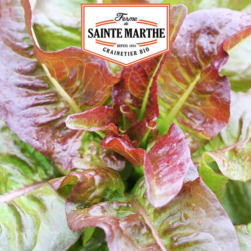 500 seeds Red Romaine Lettuce Devil's Ear - La ferme Sainte Marthe