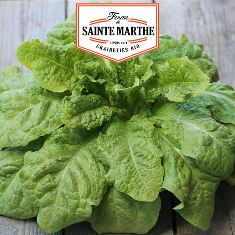 500 Samen Kopfsalat Stängel Celtuce Spargel - La ferme Sainte Marthe