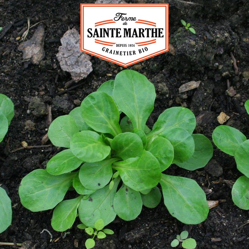 500 Samen Feldsalat mit großen Samen - La ferme Sainte Marthe