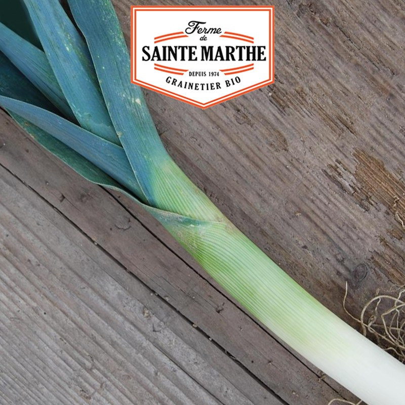 500 GRAINES POIREAU D'HIVER DE SAINT-VICTOR 1.75g