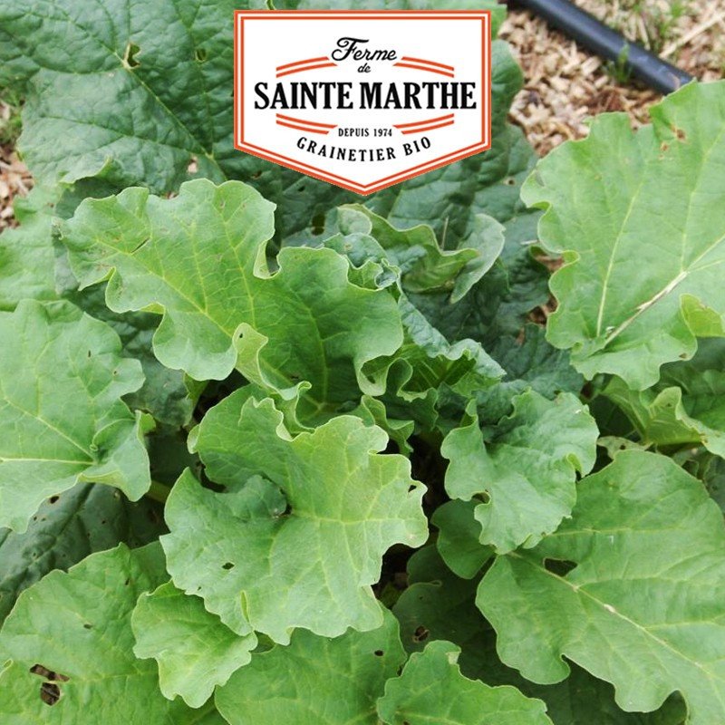 100 seeds Rhubarb Victoria - La ferme Sainte Marthe